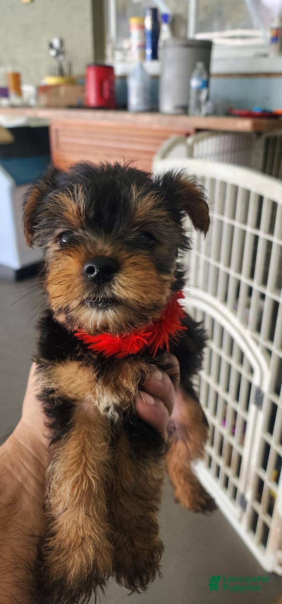 Yorkshire Terrier dogs Yorkshire Terrier red girl  - Ad 1