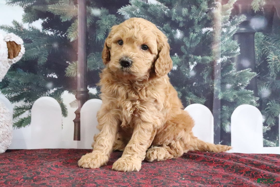 Mini Goldendoodle dogs for sale: Layla - Ad 1