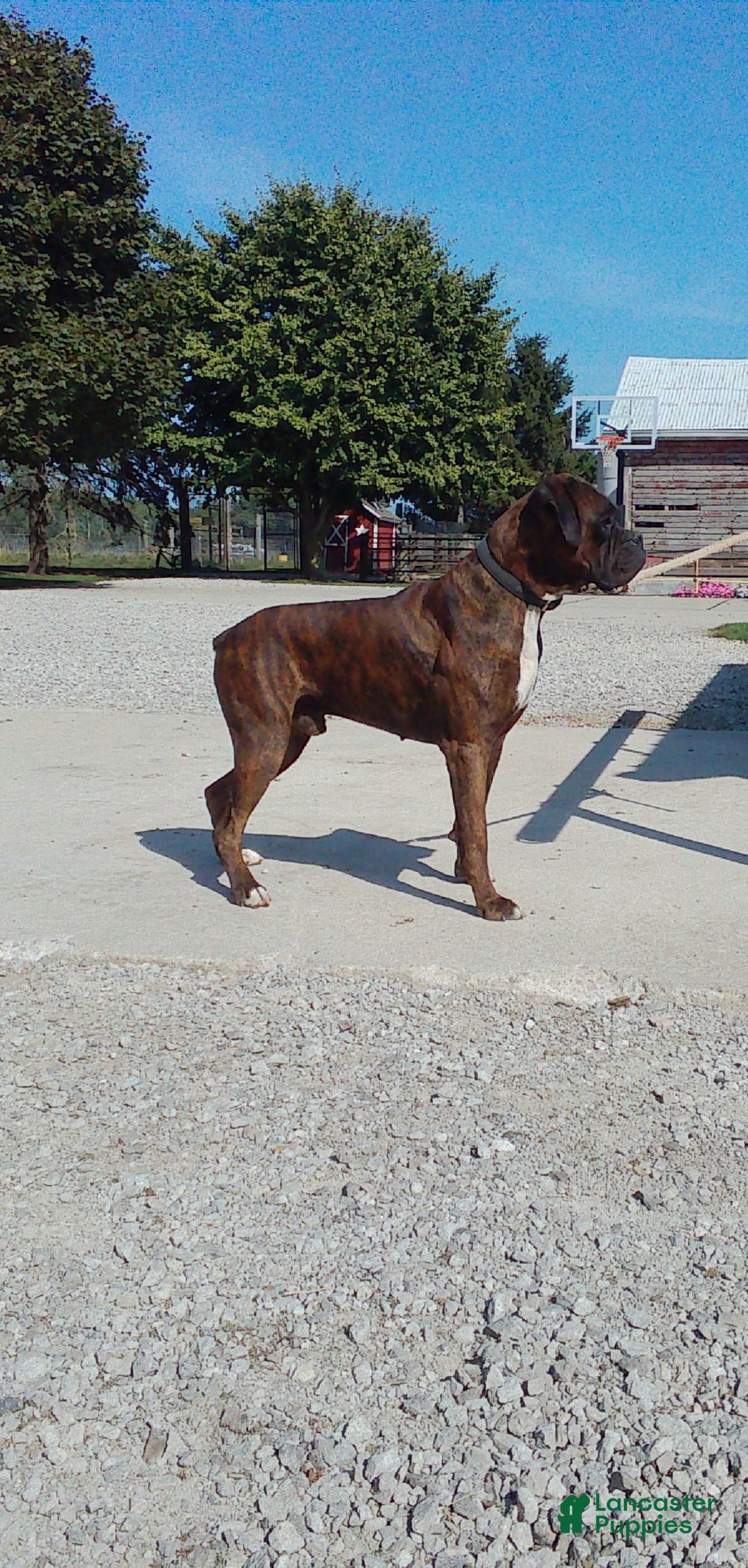 Boxer dogs for sale: Elsie - Ad 13