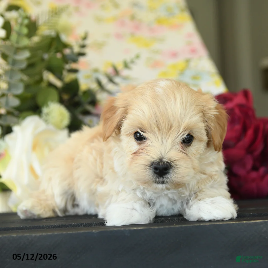 Maltipoo dogs for sale: Spencer - Ad 3