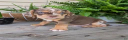 Beabull dogs for sale: Tank - Ad 8