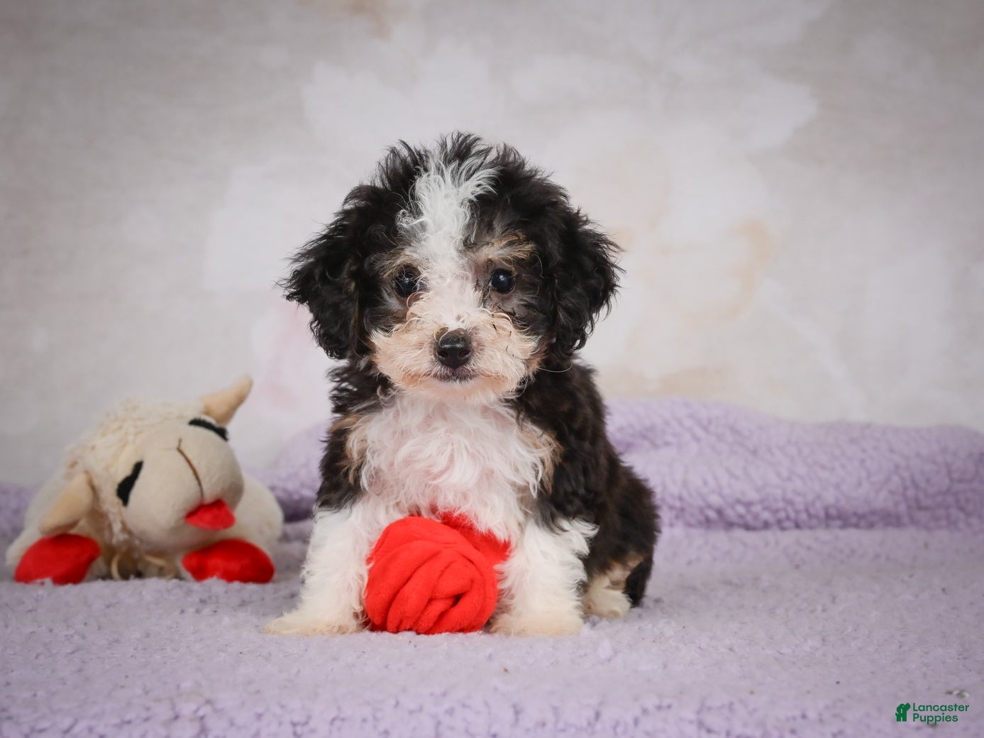 Mini Bernedoodle dogs Mae - Ad 2