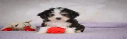 Mini Bernedoodle dogs for sale: Mae - Ad 2