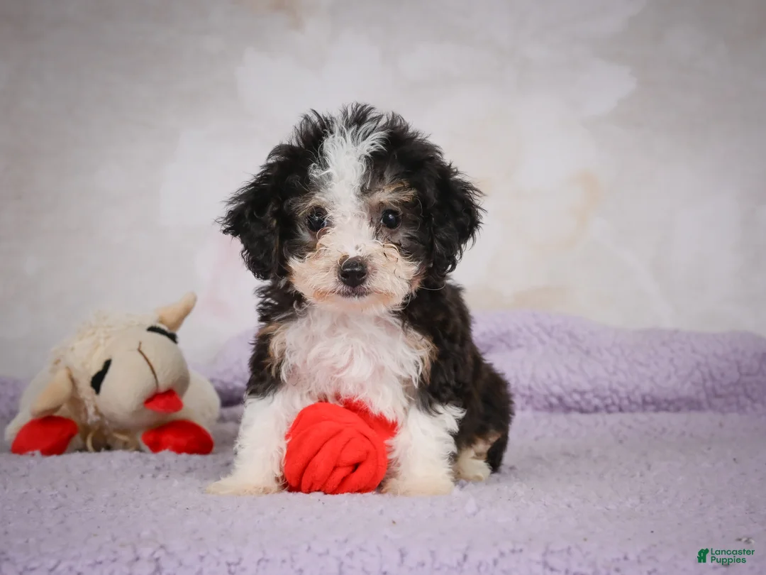 Mini Bernedoodle dogs for sale: Mae - Ad 2
