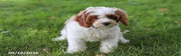 Cavapoochon dogs for sale: Cyber - Ad 3