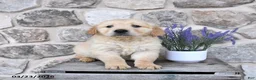 Golden Retriever dogs for sale: Dexter - Ad 4