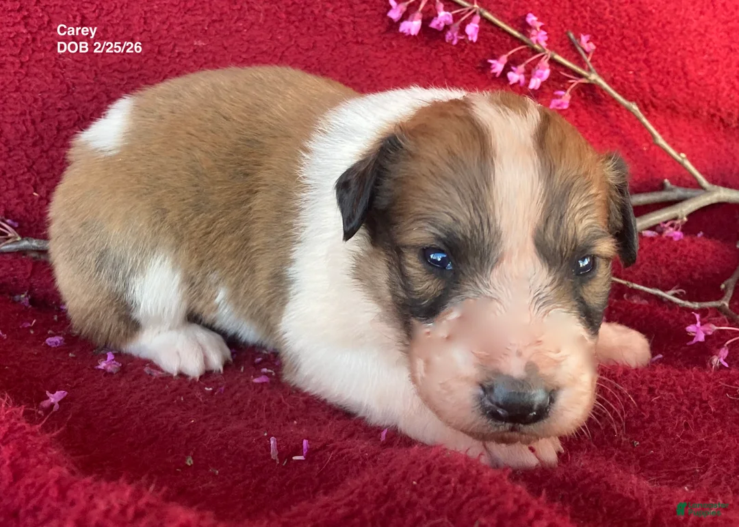 Collie dogs for sale: Carey - Ad 2