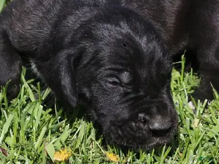 Great Dane dogs Moose - Ad 36