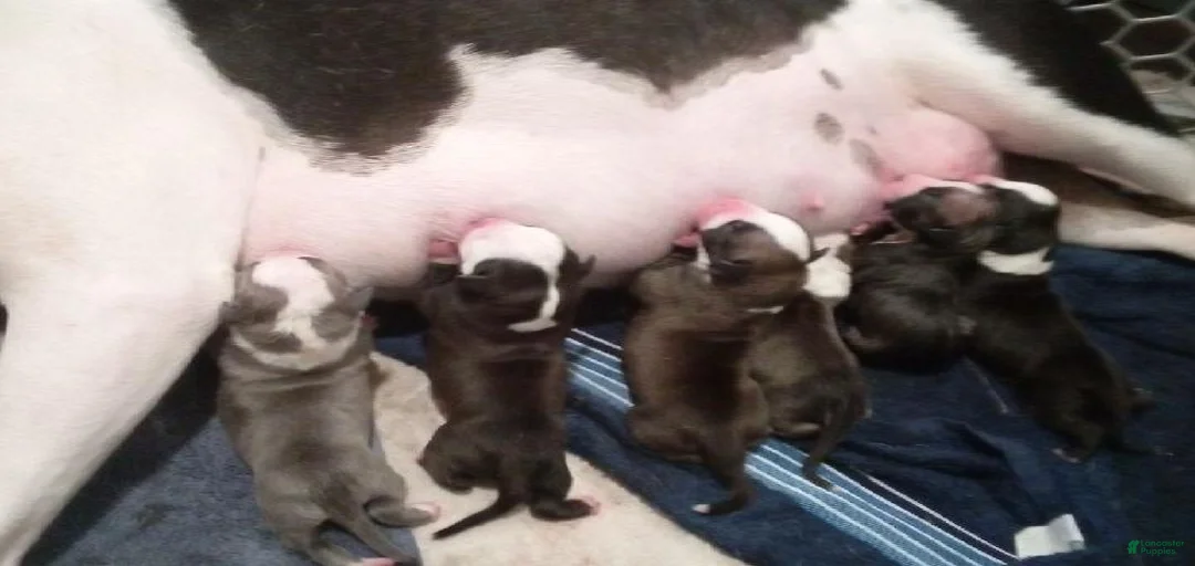 Gallery Image {{count}}