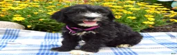 Sheepadoodle dogs for sale: Sugar - Ad 4