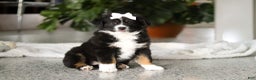 Miniature Australian Shepherd dogs for sale: Twila - Ad 3