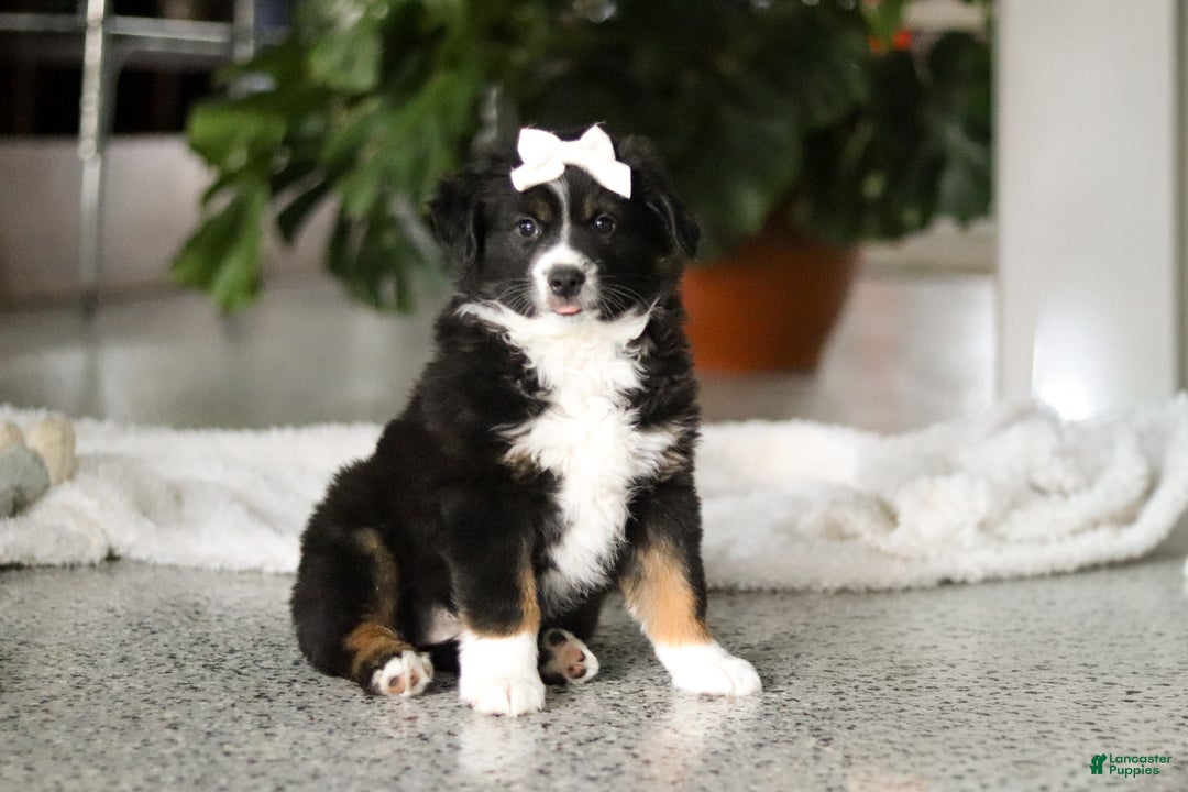 Miniature Australian Shepherd dogs for sale: Twila - Ad 3