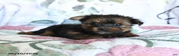 Yorkshire Terrier dogs for sale: Lenora - Ad 2