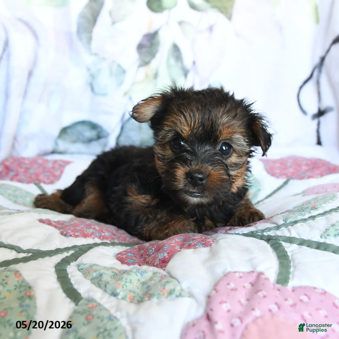 Yorkshire Terrier dogs for sale: Lenora - Ad 2