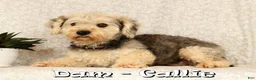 Yochon dogs for sale: Kevin - Ad 10