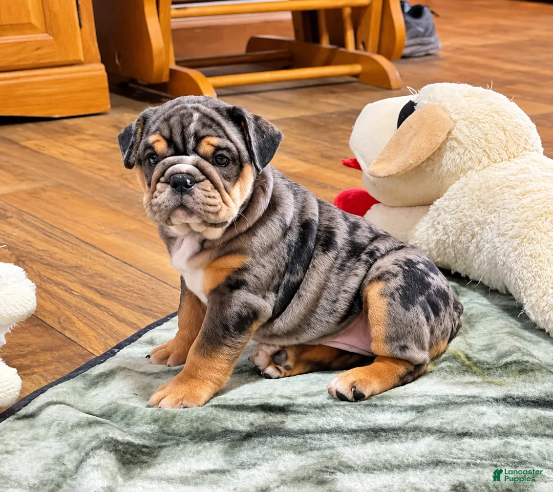 English Bulldog dogs for sale: Perfection  - Ad 2