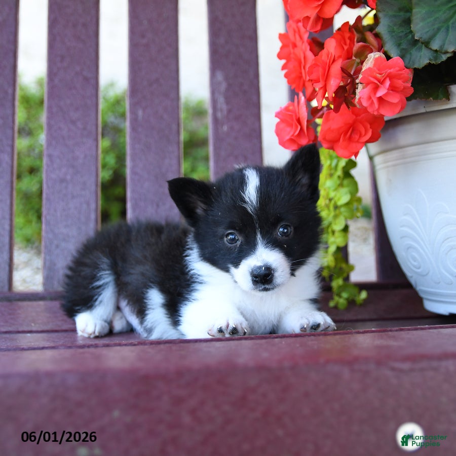 Mixed Breed dogs Barbie - Ad 2