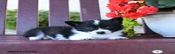 Mixed Breed dogs for sale: Barbie - Ad 2