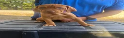 Vizsla dogs for sale: Purple  - Ad 3