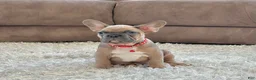 French Bulldog dogs for sale: Baxter - Ad 4