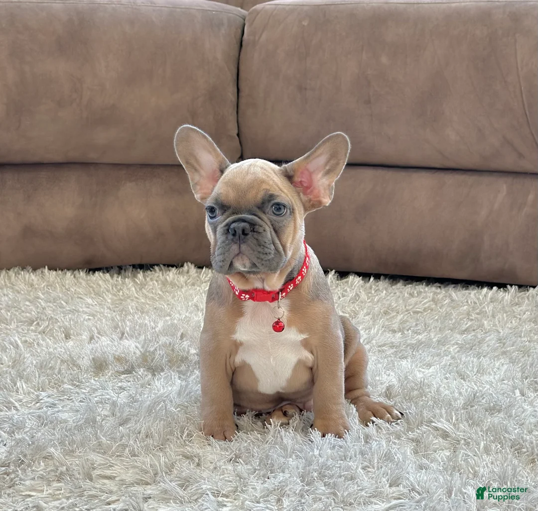 French Bulldog dogs for sale: Baxter - Ad 4