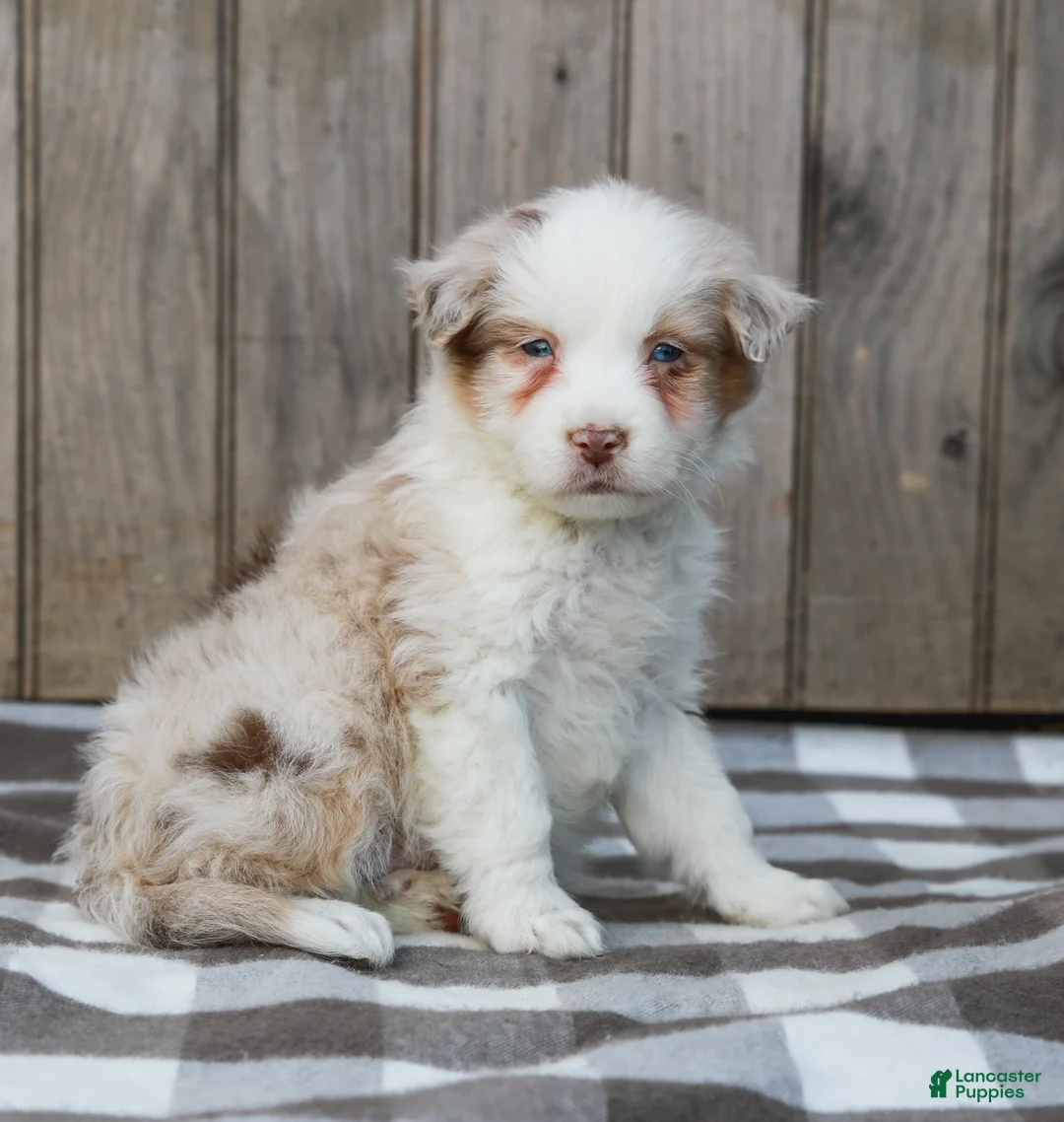 Australian Shepherd dogs for sale: Ryan - Ad 2