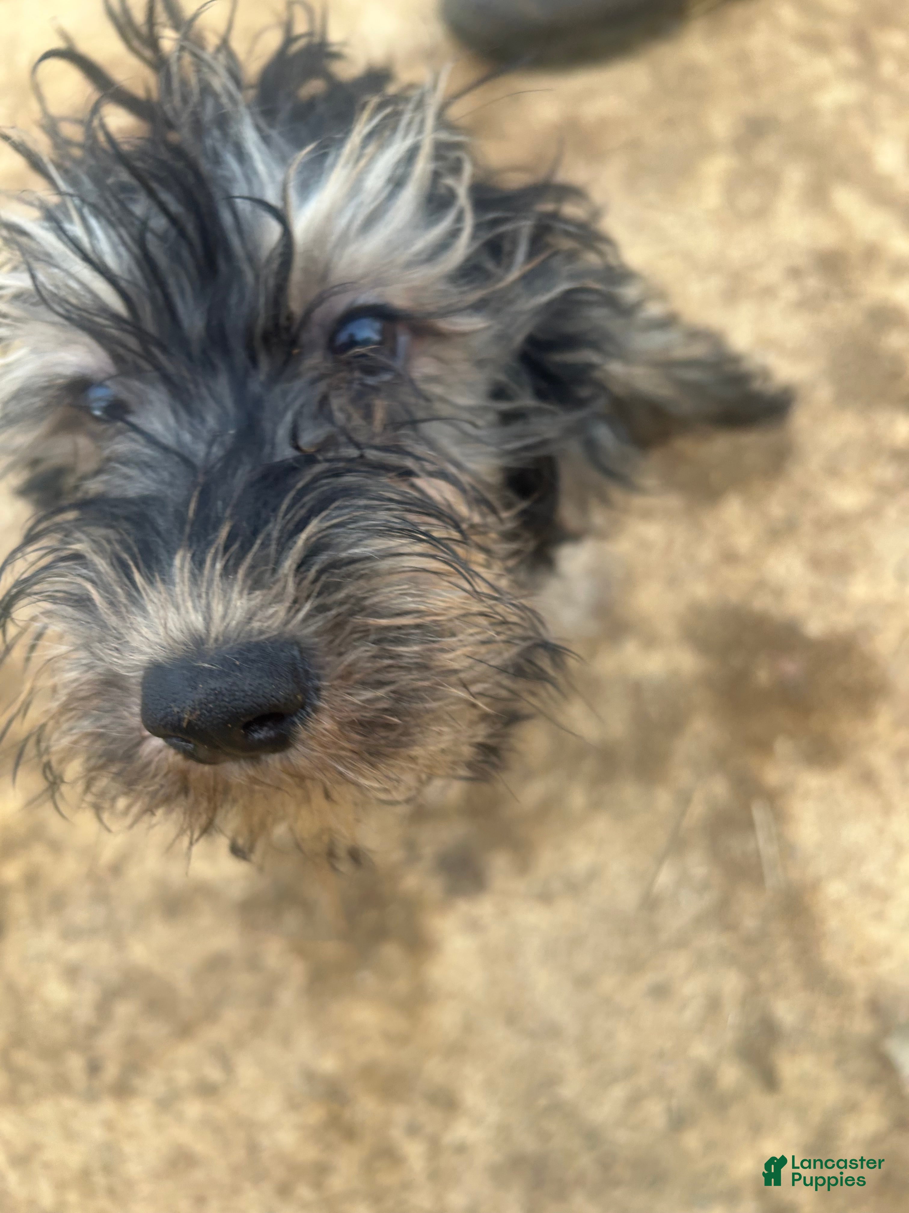 Yorkiepoo dogs Turbo - Ad 26