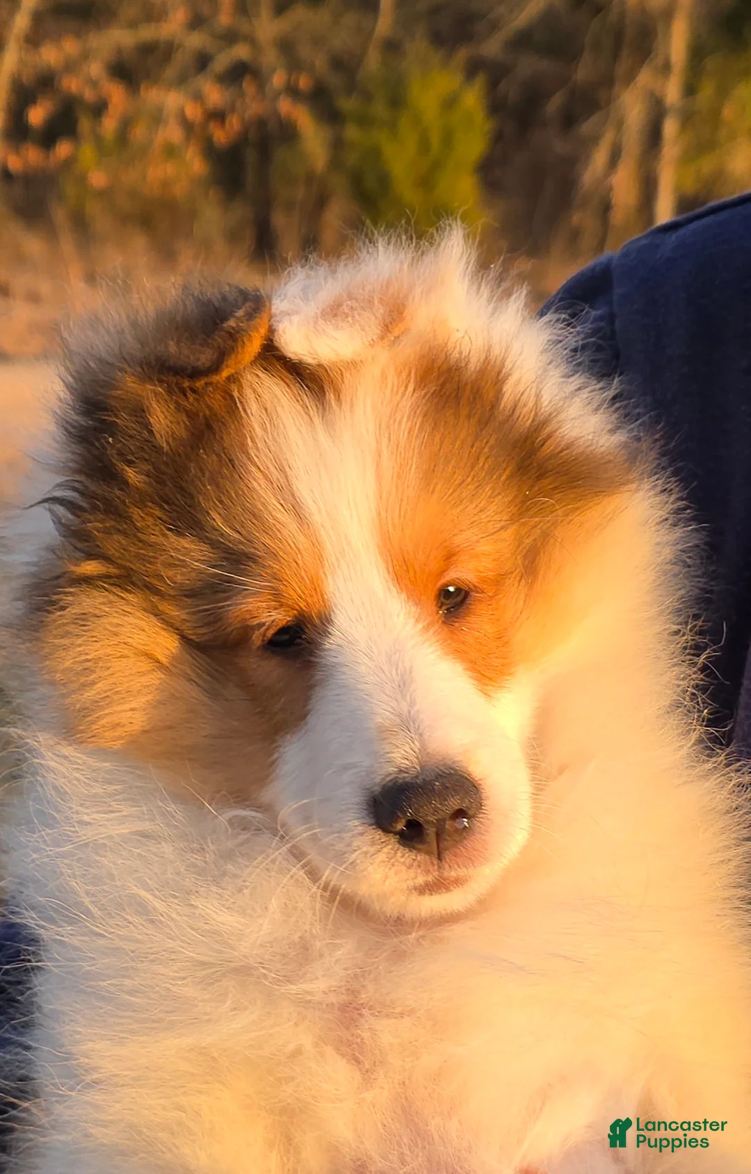 Shetland Sheepdog dogs for sale: Savvy - Ad 1