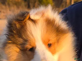 Shetland Sheepdog dogs for sale: Savvy - Ad 1