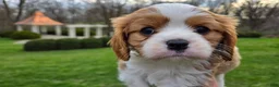 Cavalier King Charles Spaniel dogs for sale: Zack - Ad 3