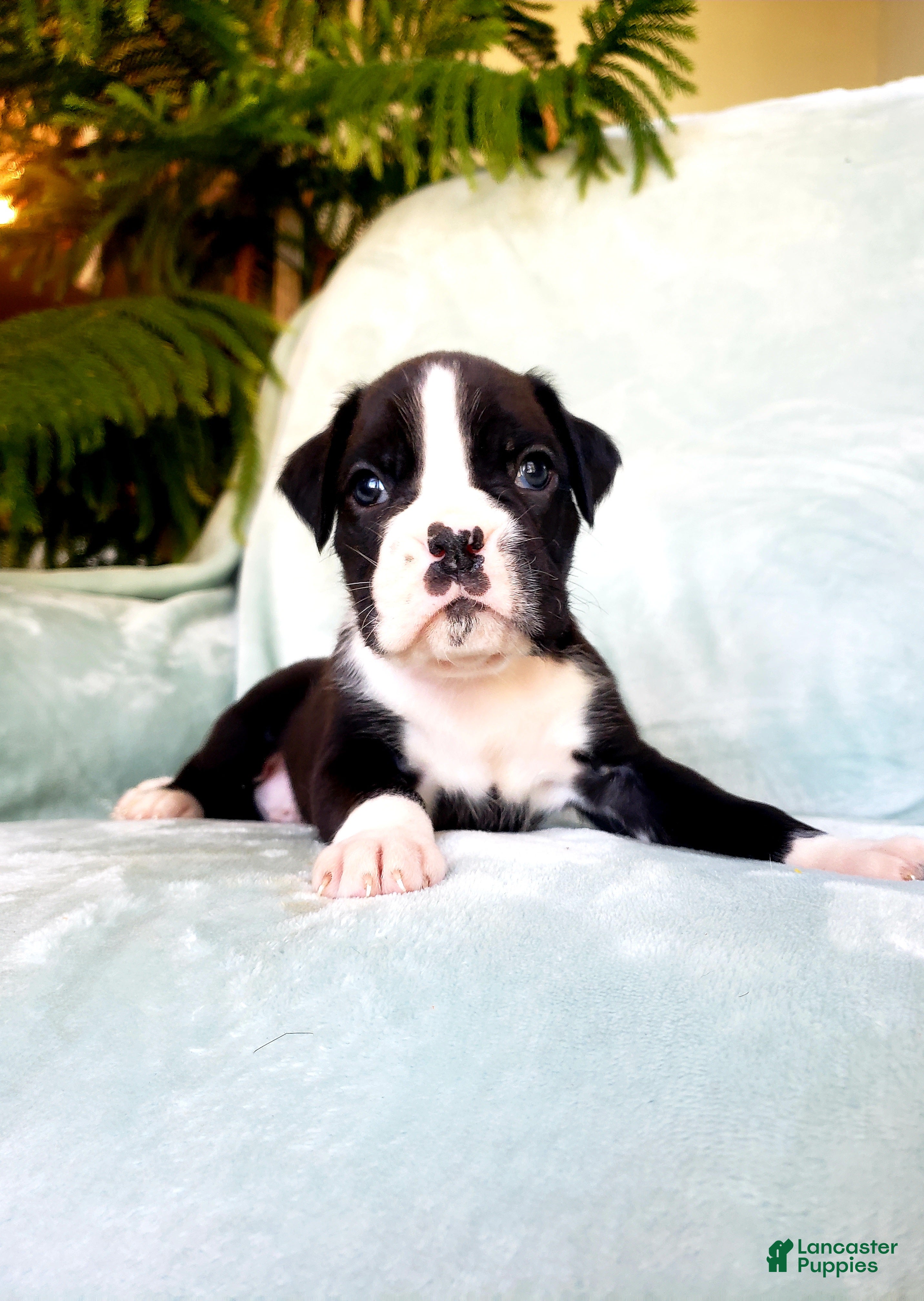 Boxer dogs Snuffles - Ad 4