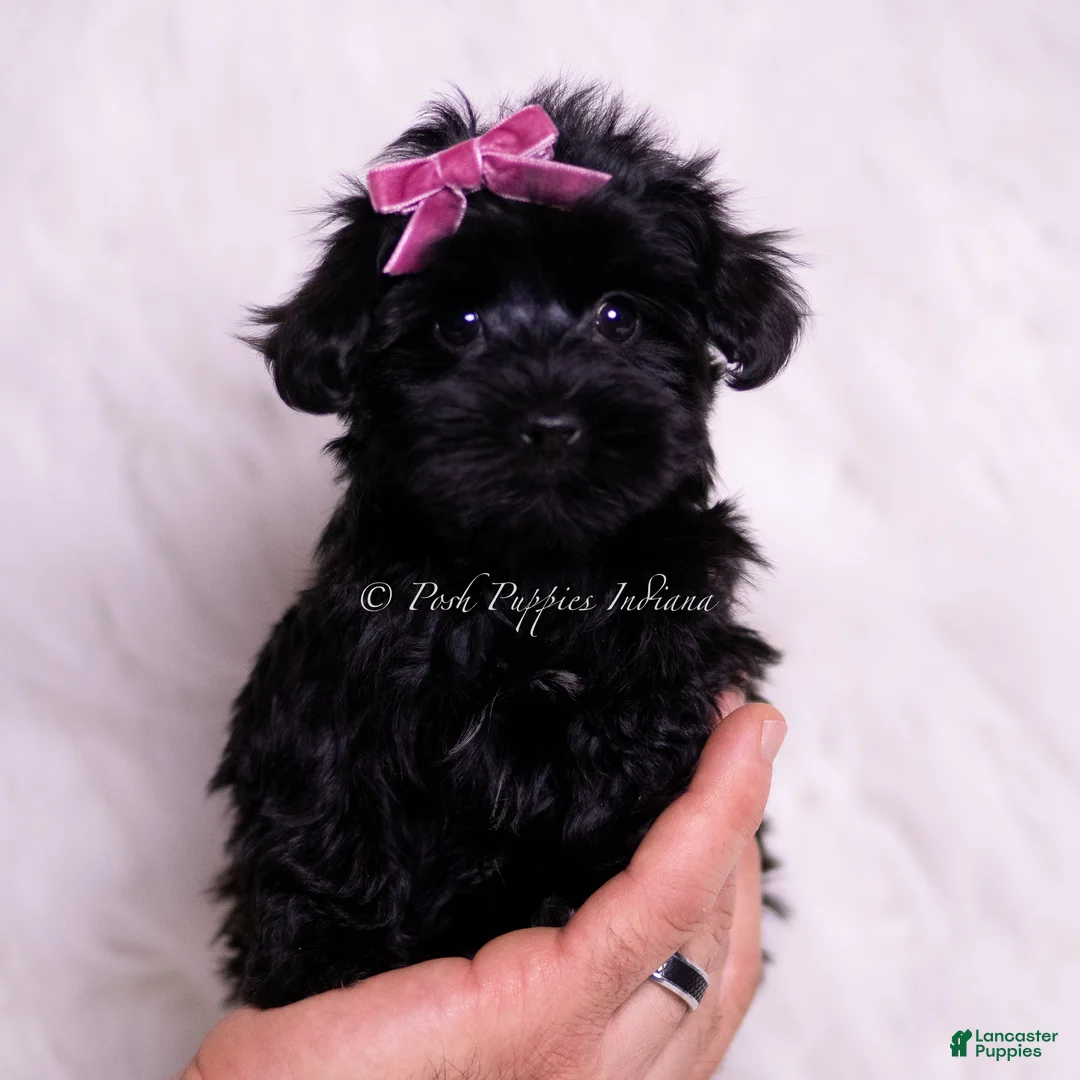 Yorkiepoo dogs for sale: Tazzie - Ad 1