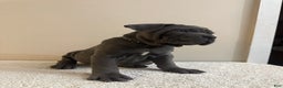 Cane Corso dogs for sale: Hulk  - Ad 6