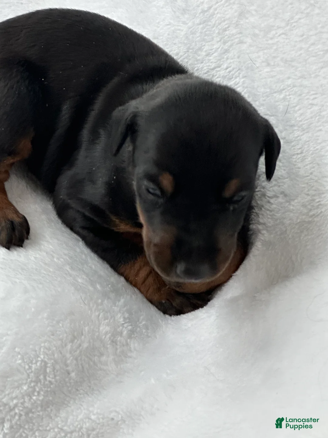 Doberman Pinscher dogs for sale: The only blk boy of the litter  - Ad 4