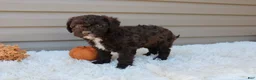 Cavapoo dogs for sale: Jasper - Ad 4