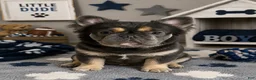 French Bulldog dogs for sale: Garth - Ad 8