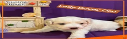 Mixed Breed dogs for sale: Samoyed - Poodle Doodle Sammypoo 4 - Ad 3