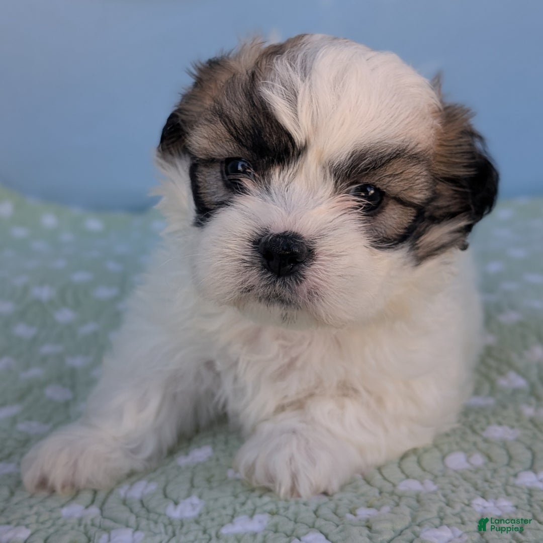 Teddy Bear dogs for sale: Cotton Ball - Ad 3