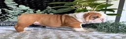 English Bulldog dogs for sale: Pork Chop - Ad 6