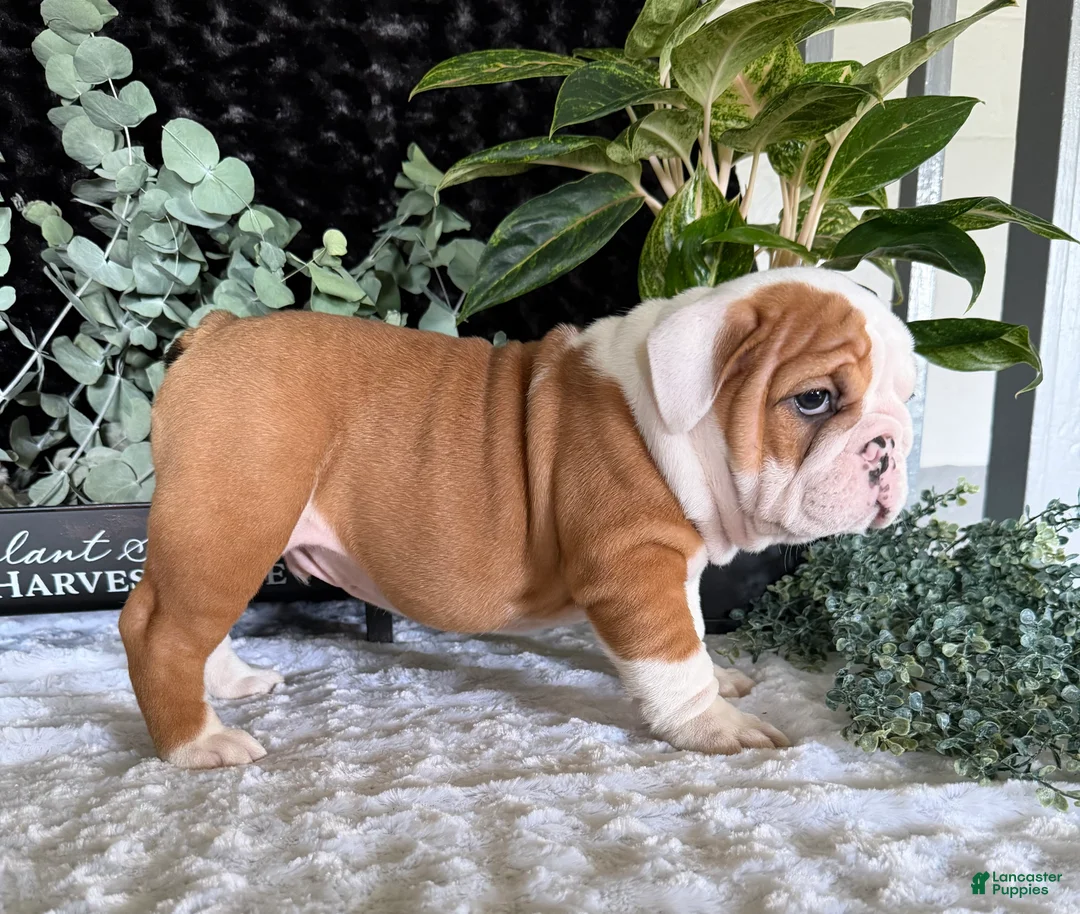 English Bulldog dogs for sale: Pork Chop - Ad 6
