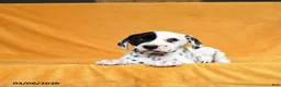 Dalmatian dogs for sale: Casey - Ad 2