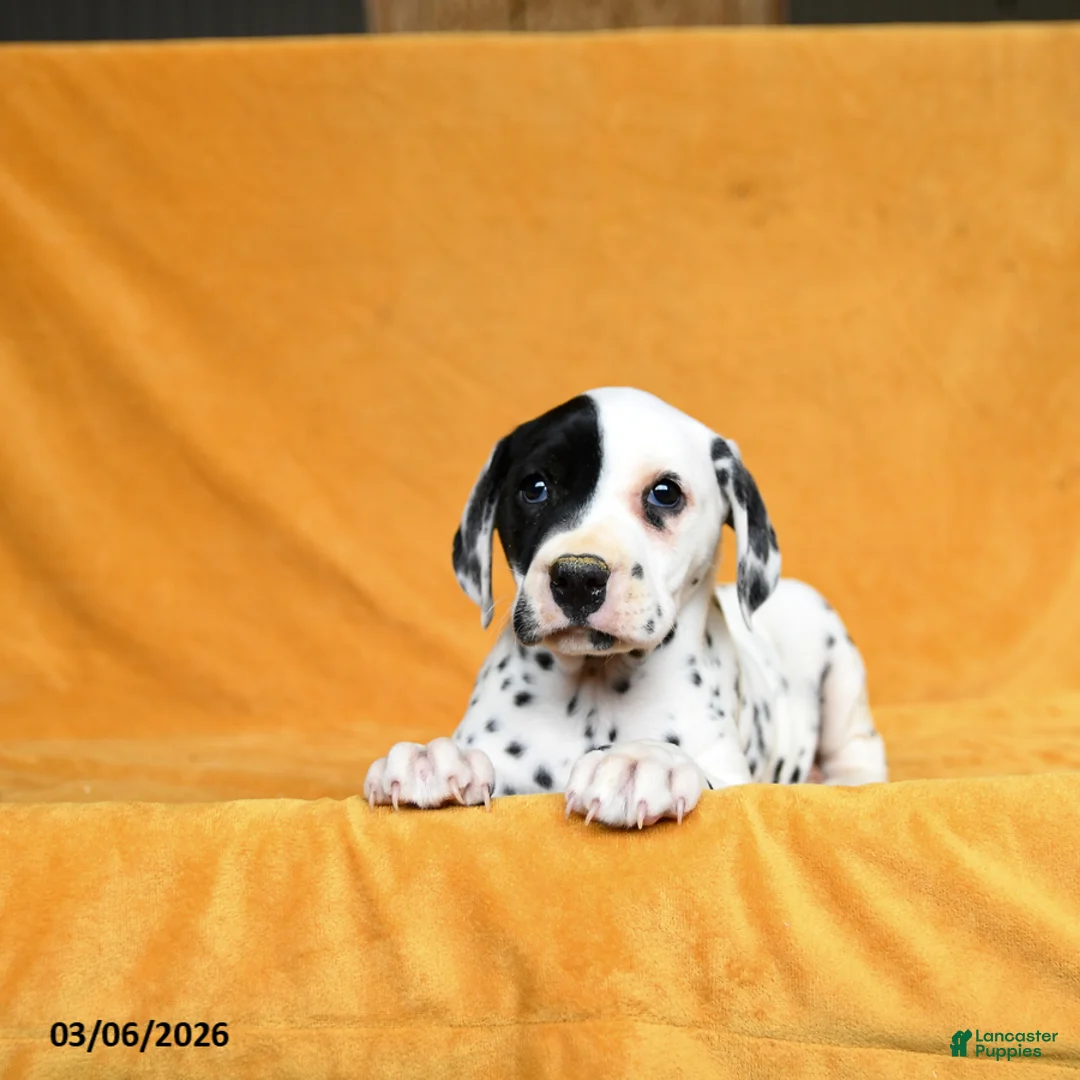 Dalmatian dogs for sale: Casey - Ad 2