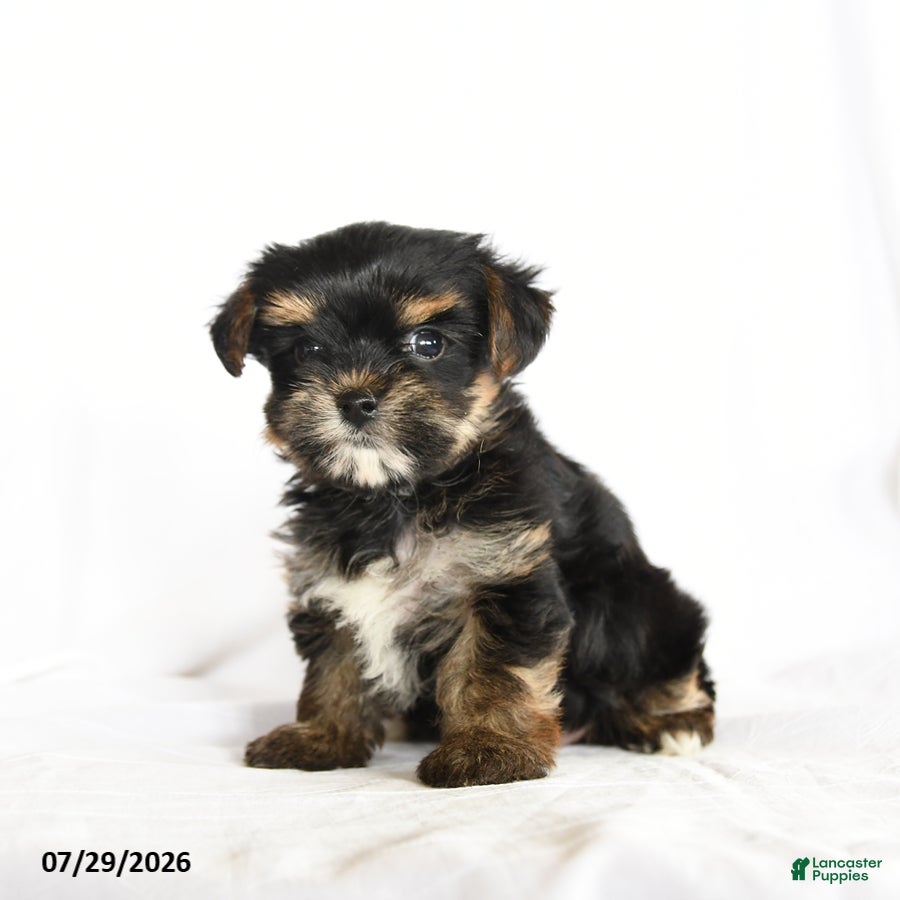 Yorkshire Terrier dogs Pip  - Ad 2