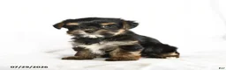Yorkshire Terrier dogs for sale: Pip  - Ad 2