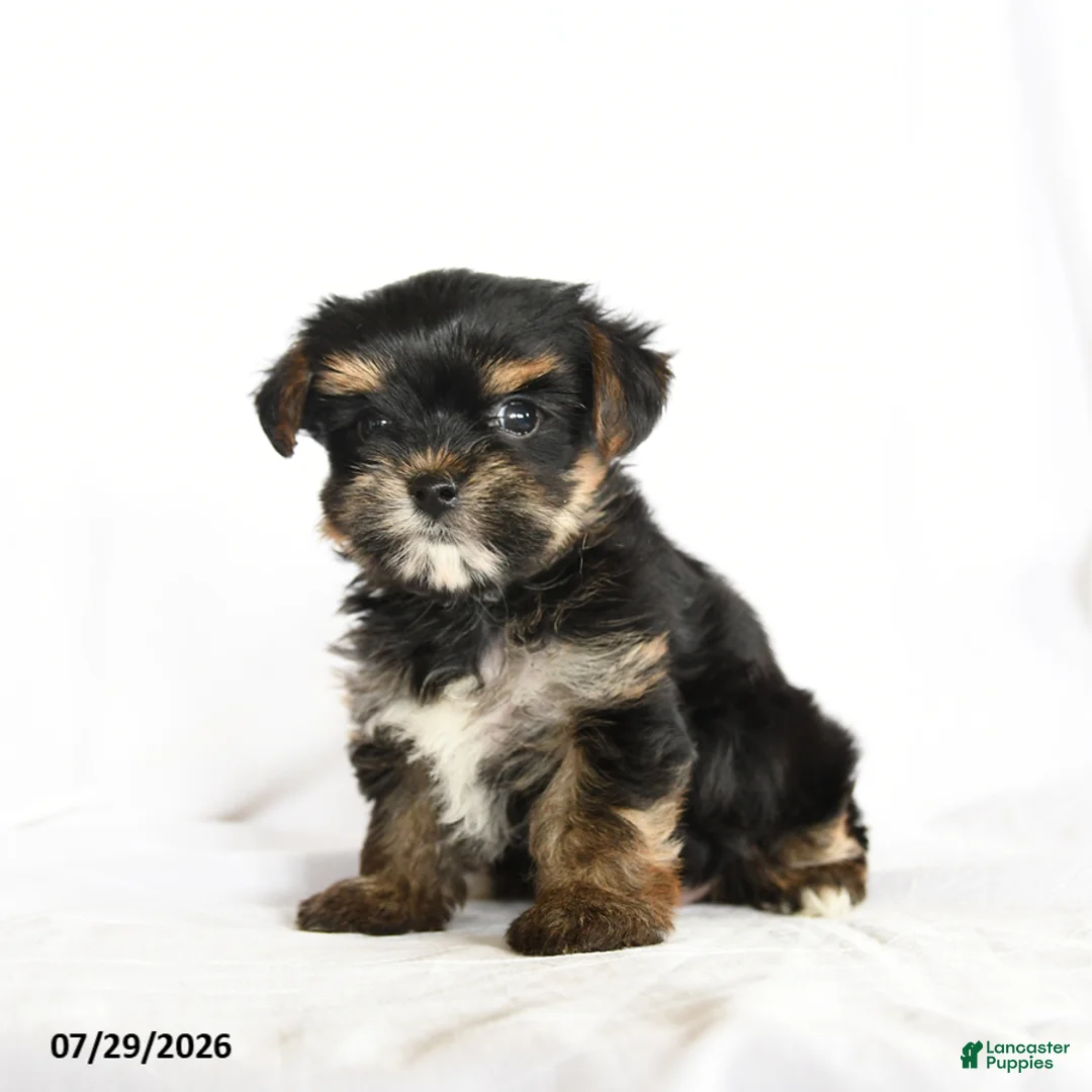 Yorkshire Terrier dogs for sale: Pip  - Ad 2