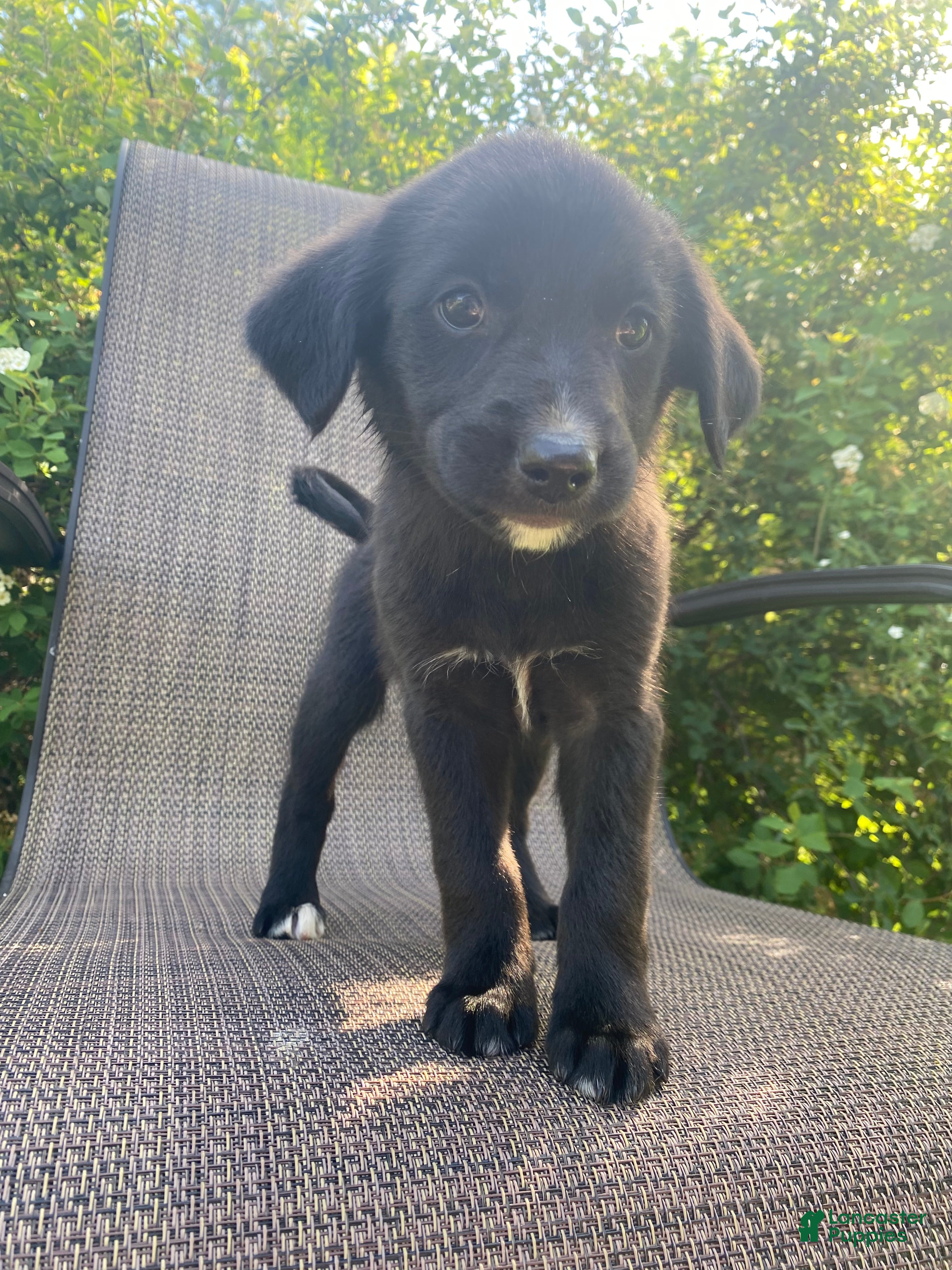 Mixed Breed dogs Penny - Ad 2