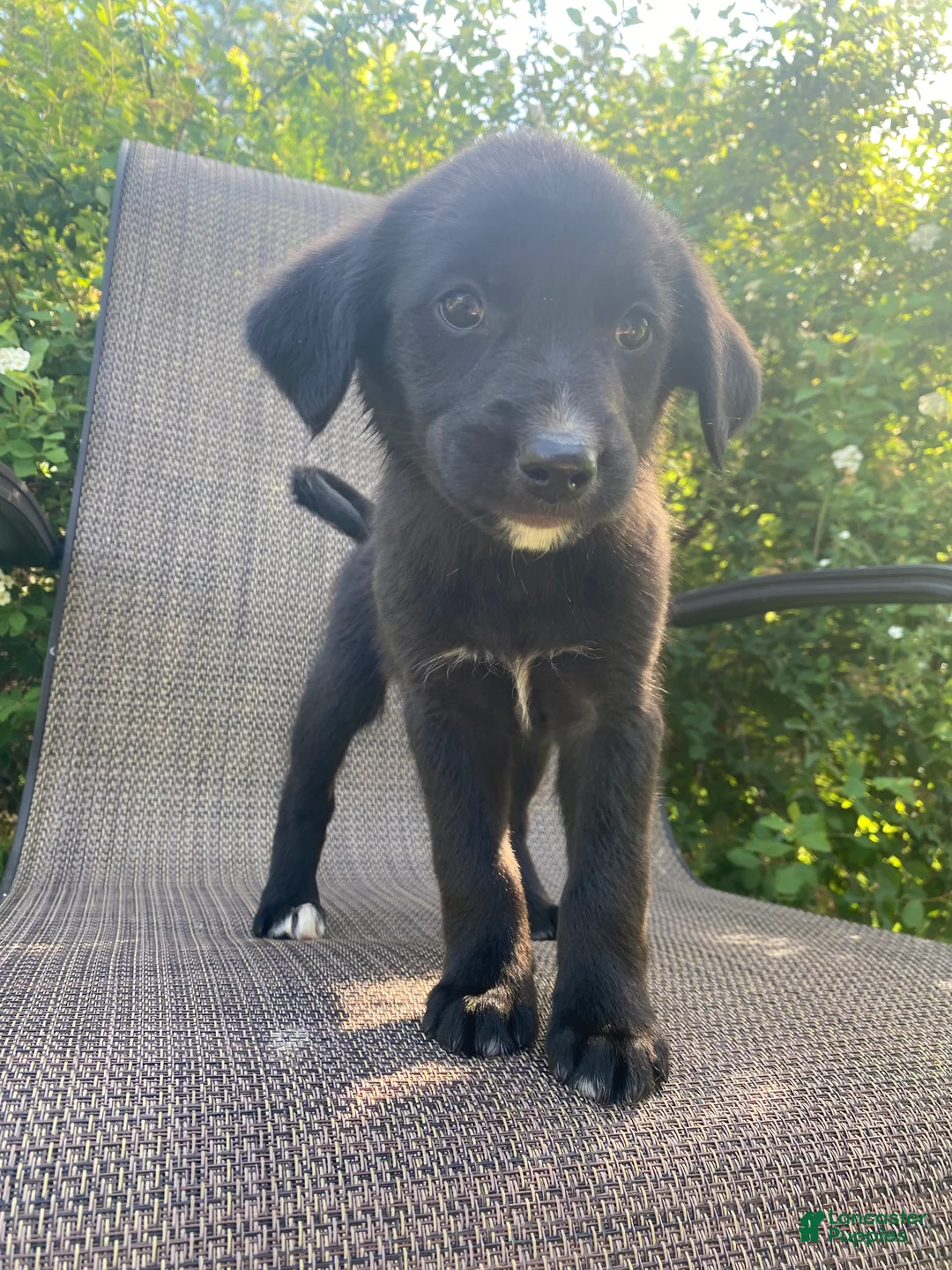 Mixed Breed dogs for sale: Penny - Ad 2