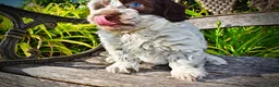 Havapoo dogs for sale: Chippy - Ad 4