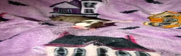 Boston Terrier dogs for sale: Boston Terrier 3 - Ad 2