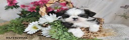 Shih Tzu dogs for sale: Belle - Ad 5